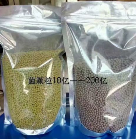 點(diǎn)擊查看詳細(xì)信息<br>標(biāo)題：枯草芽孢桿菌菌劑顆粒 閱讀次數(shù)：4117