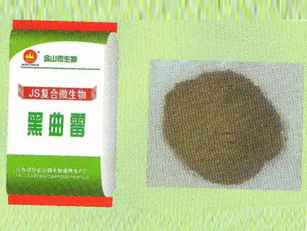 點(diǎn)擊查看詳細(xì)信息<br>標(biāo)題：黑曲霉 閱讀次數(shù)：2858